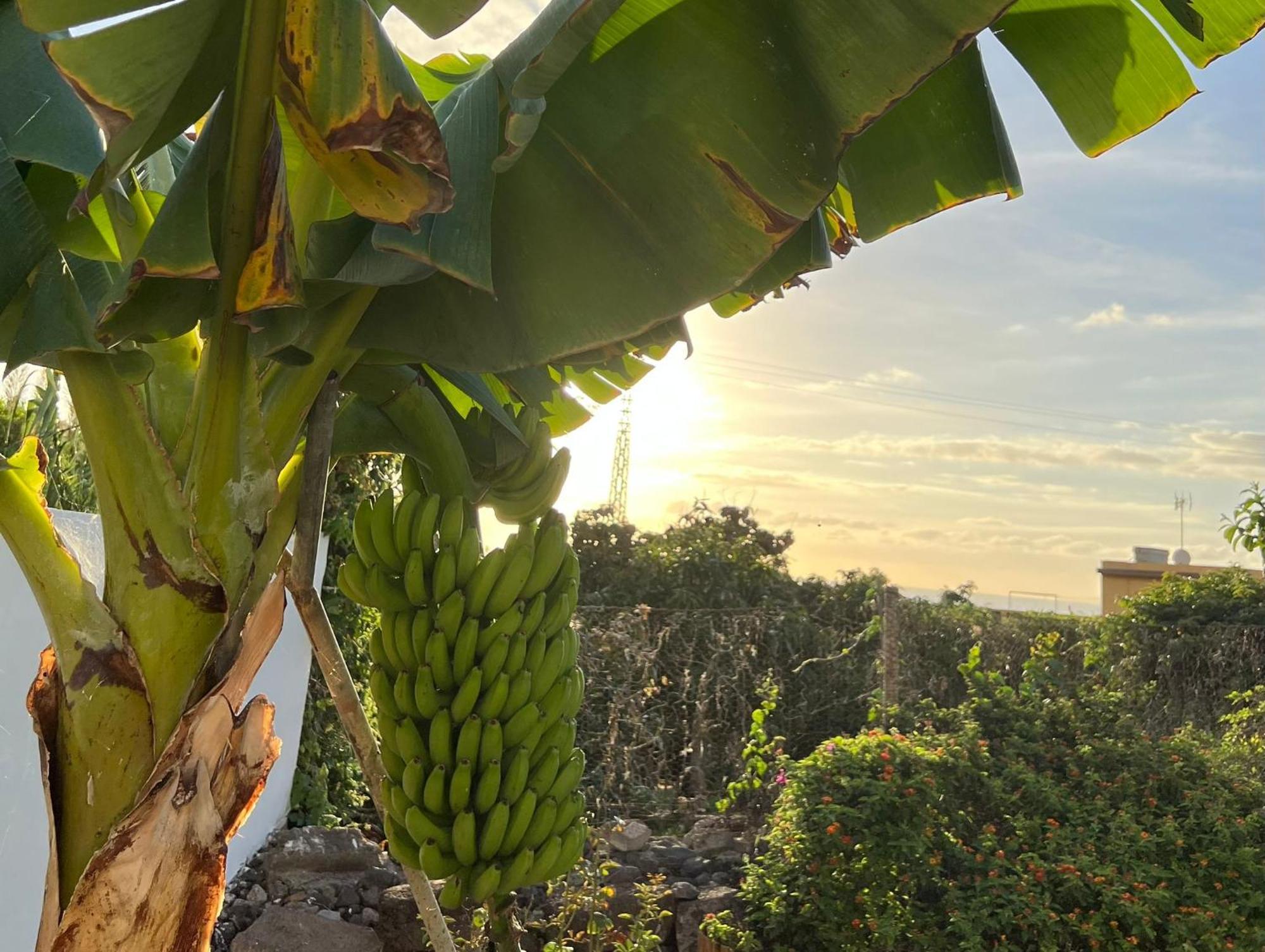 Un Paraiso En Tenerife Villa Punta Del Hidalgo Exterior foto